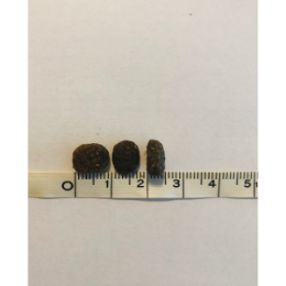 ペットカインド SAPグリーンラムトライプ 小粒 6.35kg